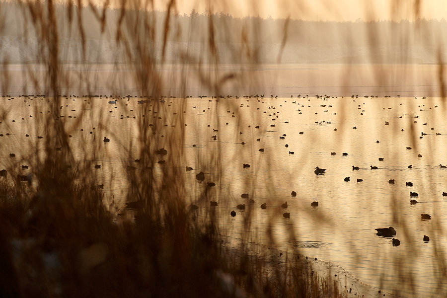 image: christian feist